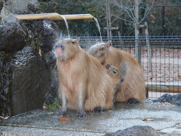 冬将軍到来 埼玉県こども動物自然公園のぬっくぬくな冬の名物 カピバラ温泉 コロカルニュース コロカル 日本列島に冬将軍がやってきました 既 ｄメニューニュース Nttドコモ